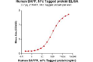ELISA plate pre-coated by 2 μg/mL (100 μL/well) Human BAFF, hFc tagged protein (ABIN6961113, ABIN7042255 and ABIN7042256) can bind Human BAFF-R, mFc tagged protein ABIN6961114, ABIN7042257 and ABIN7042258 in a linear range of 0.