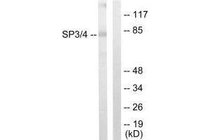 Western blot analysis of extracts from Jurkat cells, using SP3/4 antibody.