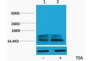 Western Blotting (WB) image for anti-H2A Histone Family, Member Z (H2AFZ) (acLys4) antibody (ABIN3181356) (H2AFZ antibody  (acLys4))