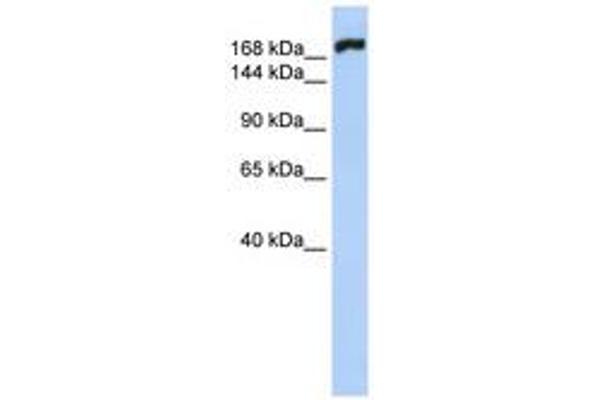MYH10 antibody  (AA 540-589)