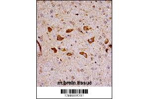 Mouse Pak7 Antibody immunohistochemistry analysis in formalin fixed and paraffin embedded mouse brain tissue followed by peroxidase conjugation of the secondary antibody and DAB staining. (PAK7 antibody  (N-Term))