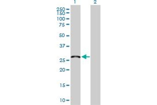 MED6 antibody  (AA 1-246)