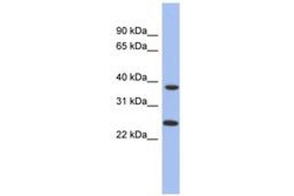 MTRF1L antibody  (AA 35-84)