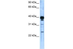 Western Blotting (WB) image for anti-Zinc Finger and SCAN Domain Containing 16 (ZSCAN16) antibody (ABIN2461941) (ZSCAN16 antibody)