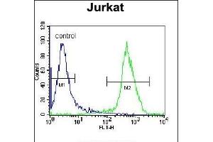XRCC5 Antibody (Center ) (ABIN655900 and ABIN2845300) flow cytometric analysis of Jurkat cells (right histogram) compared to a negative control cell (left histogram). (XRCC5 antibody  (AA 424-450))