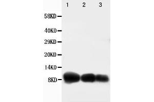 Anti-IP10 antibody, Western blotting Lane 1: Recombinant Human CXCL10 Protein 10ng Lane 2: Recombinant Human CXCL10 Protein 5ng Lane 3: Recombinant Human CXCL10 Protein 2.