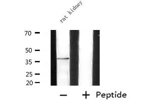 Western blot analysis of extracts from rat kidney, using ADORA2A Antibody. (Adenosine A2a Receptor antibody  (Internal Region))