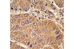Immunohistochemistry (IHC) image for anti-Apolipoprotein A-I (APOA1) (AA 10-37) antibody (ABIN3029990)