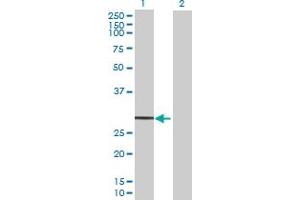 Western Blot analysis of GZMH expression in transfected 293T cell line by GZMH MaxPab polyclonal antibody. (GZMH antibody  (AA 1-246))