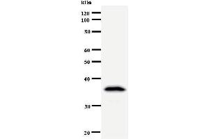 Western Blotting (WB) image for anti-DEAD (Asp-Glu-Ala-Asp) Box Polypeptide 39A (DDX39) antibody (ABIN933112) (DDX39 antibody)