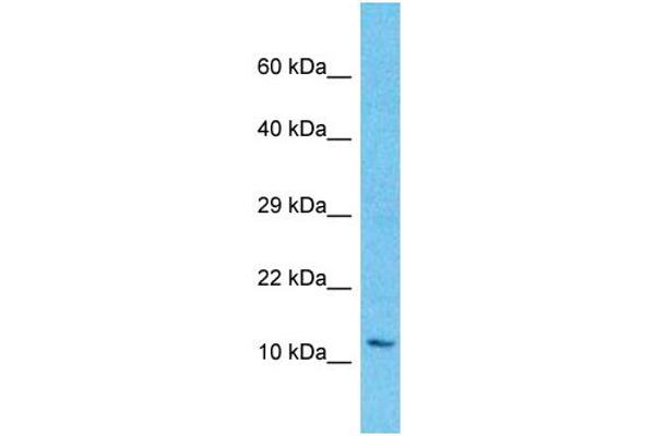 LAGE3 antibody  (N-Term)