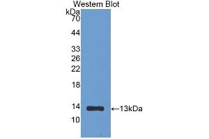 Western Blotting (WB) image for anti-beta-2-Microglobulin (B2M) (AA 21-119) antibody (ABIN1077856)