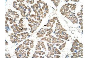 Image no. 1 for anti-Solute Carrier Family 22 (Organic Cation Transporter), Member 7 (SLC22A7) (AA 51-100) antibody (ABIN203433)