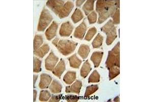 WDR49 antibody (C-term) immunohistochemistry analysis in formalin fixed and paraffin embedded human skeletal muscle followed by peroxidase conjugation of the secondary antibody and DAB staining. (WDR49 antibody  (C-Term))