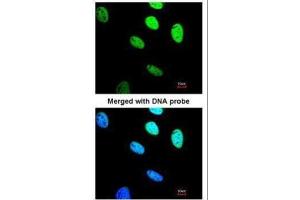 Immunofluorescence (IF) image for anti-Brain and Reproductive Organ-Expressed (TNFRSF1A Modulator) (BRE) antibody (ABIN2856093)