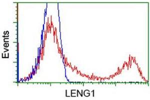 HEK293T cells transfected with either RC204931 overexpress plasmid (Red) or empty vector control plasmid (Blue) were immunostained by anti-LENG1 antibody (ABIN2454711), and then analyzed by flow cytometry. (Leng1 antibody)