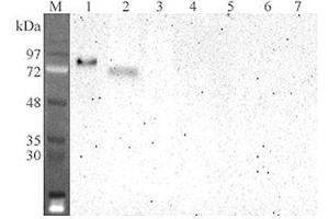 Western blot analysis using anti-DLL4 (human), mAb (DL86-3AG)  at 1:2'000 dilution. (DLL4 antibody  (Extracellular Domain))