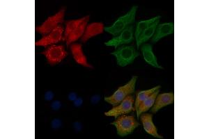 ABIN6257010 and ABIN6274258 staining Hela cells by IF/ICC. (KPB1/2 (Internal Region) antibody)