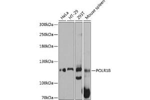 Western blot analysis of extracts of various cell lines, using POLR1B antibody (ABIN6131083, ABIN6145908, ABIN6145909 and ABIN6215598) at 1:3000 dilution. (POLR1B antibody  (AA 670-900))