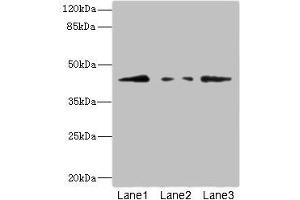 Western blot All lanes: FBXO4 antibody at 3.