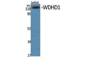 Western Blotting (WB) image for anti-WD Repeat and HMG-Box DNA Binding Protein 1 (WDHD1) (Internal Region) antibody (ABIN3177944) (WDHD1 antibody  (Internal Region))