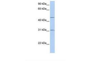 Image no. 1 for anti-Solute Carrier Family 39 (Metal Ion Transporter), Member 11 (SLC39A11) (AA 180-229) antibody (ABIN6739170) (SLC39A11 antibody  (AA 180-229))