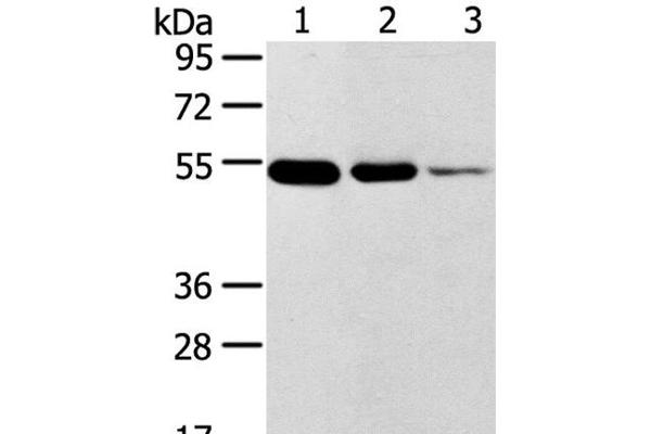 TMPRSS11F antibody