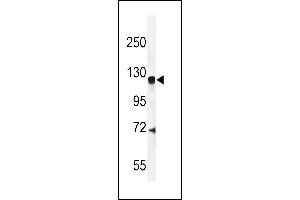 CENTG1 Antibody (C-term) (ABIN654901 and ABIN2844549) western blot analysis in mouse brain tissue lysates (35 μg/lane). (AGAP2 antibody  (C-Term))