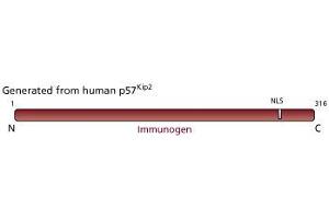 Image no. 1 for anti-Cyclin-Dependent Kinase Inhibitor 1C (p57, Kip2) (CDKN1C) antibody (ABIN967507)
