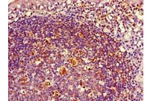 Immunohistochemistry of paraffin-embedded human tonsil tissue using ABIN7155618 at dilution of 1:100 (HLA-DRB1 antibody  (AA 31-266) (Biotin))