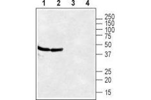 Western blot analysis of rat (lanes 1 and 3) and mouse (lanes 2 and 4) brain lysates: - 1,2. (CXCR7 antibody  (Extracellular, N-Term))