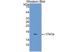 Western Blotting (WB) image for anti-Desert Hedgehog (DHH) (AA 241-383) antibody (ABIN1858634) (desert Hedgehog antibody  (AA 241-383))