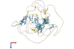 ADNP Homeobox 2 (ADNP2) (AA 1-1131) protein (His tag)