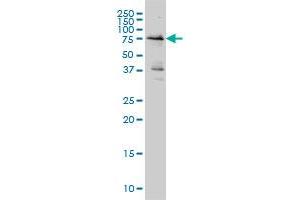 WEE1 monoclonal antibody (M01A), clone 5B6 Western Blot analysis of WEE1 expression in Hela S3 NE . (WEE1 antibody  (AA 289-388))