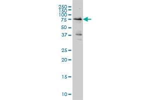 WEE1 monoclonal antibody (M01A), clone 5B6 Western Blot analysis of WEE1 expression in Hela S3 NE .