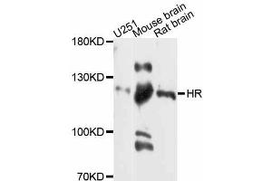 Western blot analysis of extracts of various cell lines, using HR antibody (ABIN5997924) at 1:3000 dilution. (Hairless antibody)