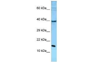 WB Suggested Anti-Pole3 Antibody Titration: 1. (POLE3 antibody  (C-Term))