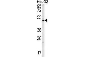 WDR12 Antibody (Center) western blot analysis in HepG2 cell line lysates (35 µg/lane). (WDR12 antibody  (Middle Region))