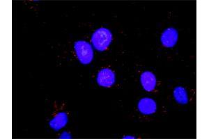 Proximity Ligation Analysis of protein-protein interactions between CDK2 and PCNA. (PCNA antibody  (AA 78-177))