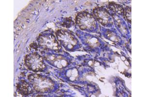 Paraformaldehyde-fixed, paraffin embedded mouse colon section, Antigen retrieval by boiling in sodium citrate buffer (pH6) for 15min, Block endogenous peroxidase by 3% hydrogen peroxide for 30 minutes, Blocking buffer (normal serum) at 37°C for 20min, Antibody incubation with Cyclin B2 (2F4) Monoclonal Antibody  at 1:50 overnight at 4°C, followed by a conjugated secondary and DAB staining. (Cyclin B2 antibody)