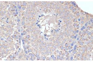 Immunohistochemistry of paraffin-embedded Mouse testis using COX5A Polyclonal Antibody at dilution of 1:100 (40x lens). (COX5A antibody)