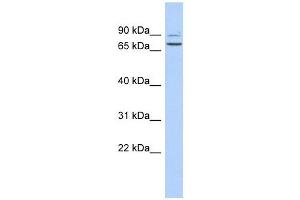 C9ORF75 antibody used at 1 ug/ml to detect target protein.