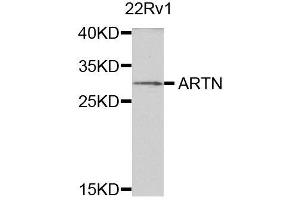 Western blot analysis of extracts of 22Rv1 cells, using ARTN antibody.