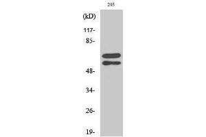 Western Blotting (WB) image for anti-V-Yes-1 Yamaguchi Sarcoma Viral Related Oncogene Homolog (LYN) (pTyr508) antibody (ABIN3179625) (LYN antibody  (pTyr508))