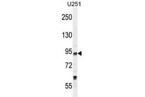 PCAF Antibody (C-term) western blot analysis in U251 cell line lysates (35µg/lane). (KAT2B antibody  (C-Term))