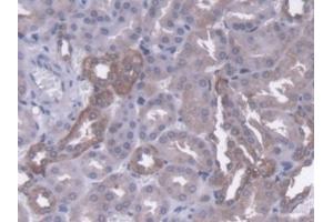 Detection of AMFR in Mouse Kidney Tissue using Polyclonal Antibody to Autocrine Motility Factor Receptor (AMFR) (AMFR antibody  (AA 456-639))