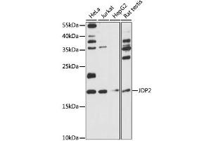 Western blot analysis of extracts of various cell lines, using JDP2 antibody (ABIN6291167) at 1:1000 dilution. (JDP2 antibody)
