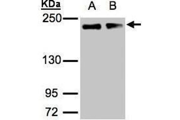 Golgin A3 抗体  (C-Term)