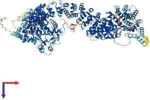 Ankyrin and Armadillo Repeat Containing (ANKAR) (AA 1-1434) protein (His tag)