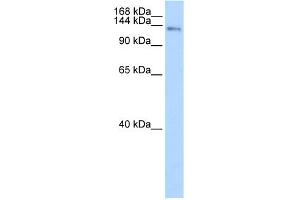 WB Suggested Anti-CIZ1 Antibody Titration:  0. (CIZ1 antibody  (C-Term))